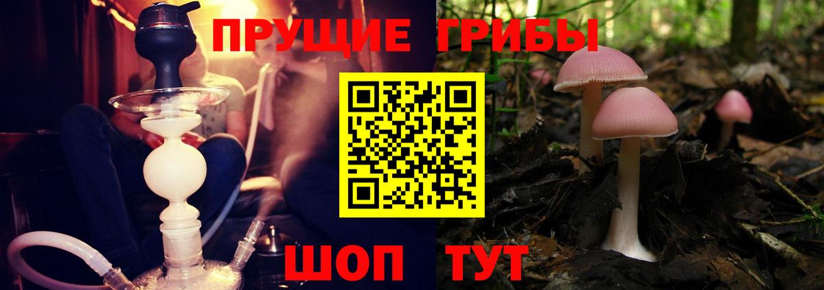 Галлюциногенные грибы Psilocybe Дзержинск